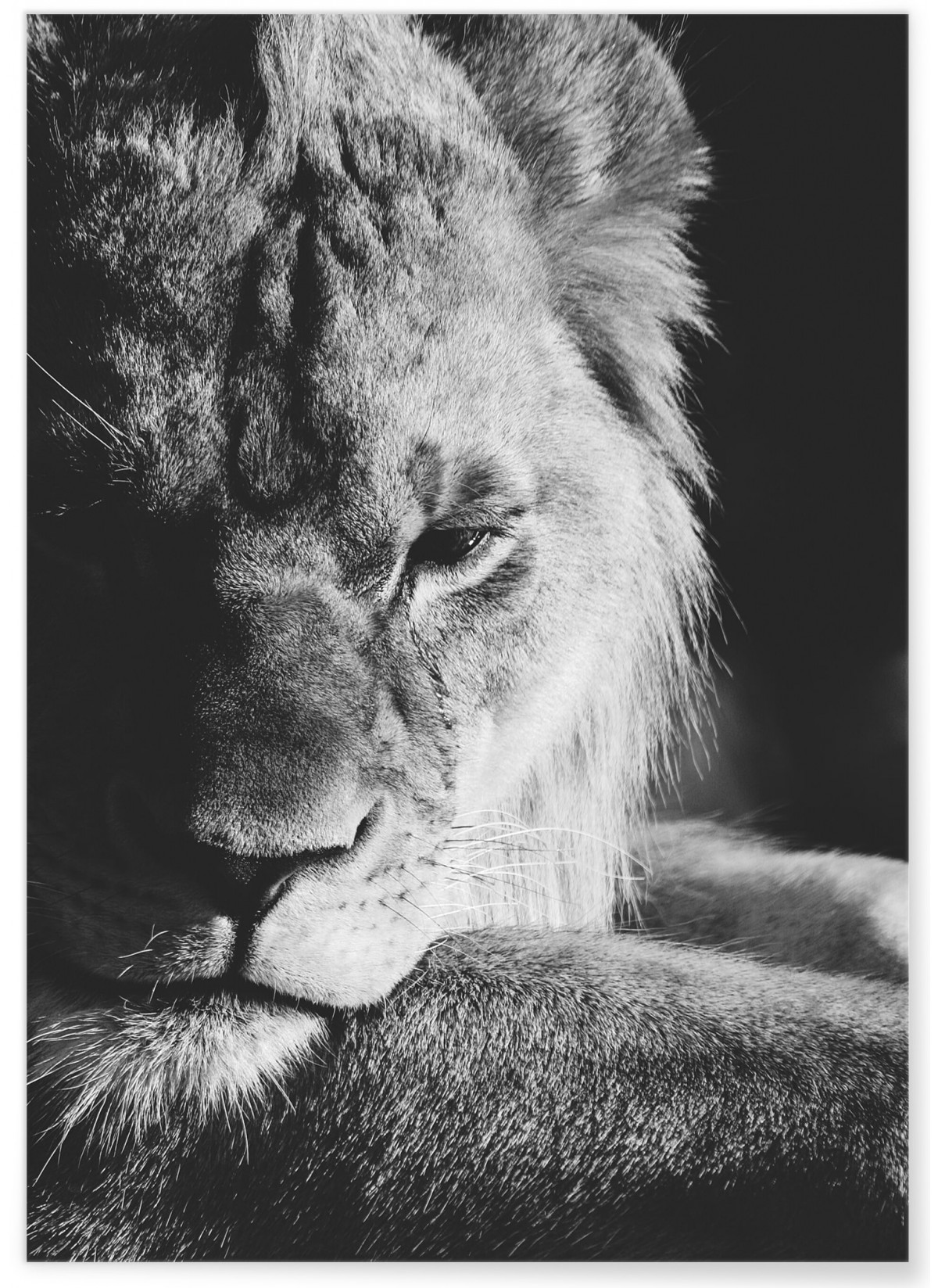 Poster Lion noir et blanc 3