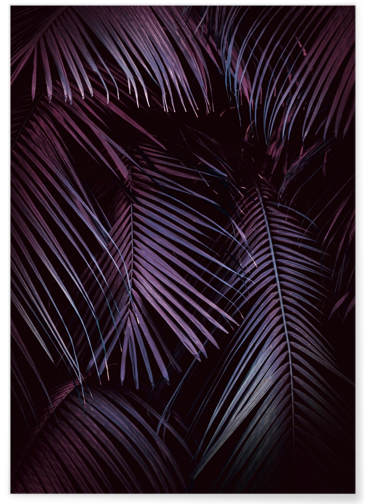 Affiche Feuilles de palmier tropical sombre